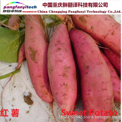 Fresh Nutritional Tasty Self-planted Sweet Potato